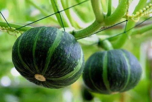 以色列贵族吃瓜